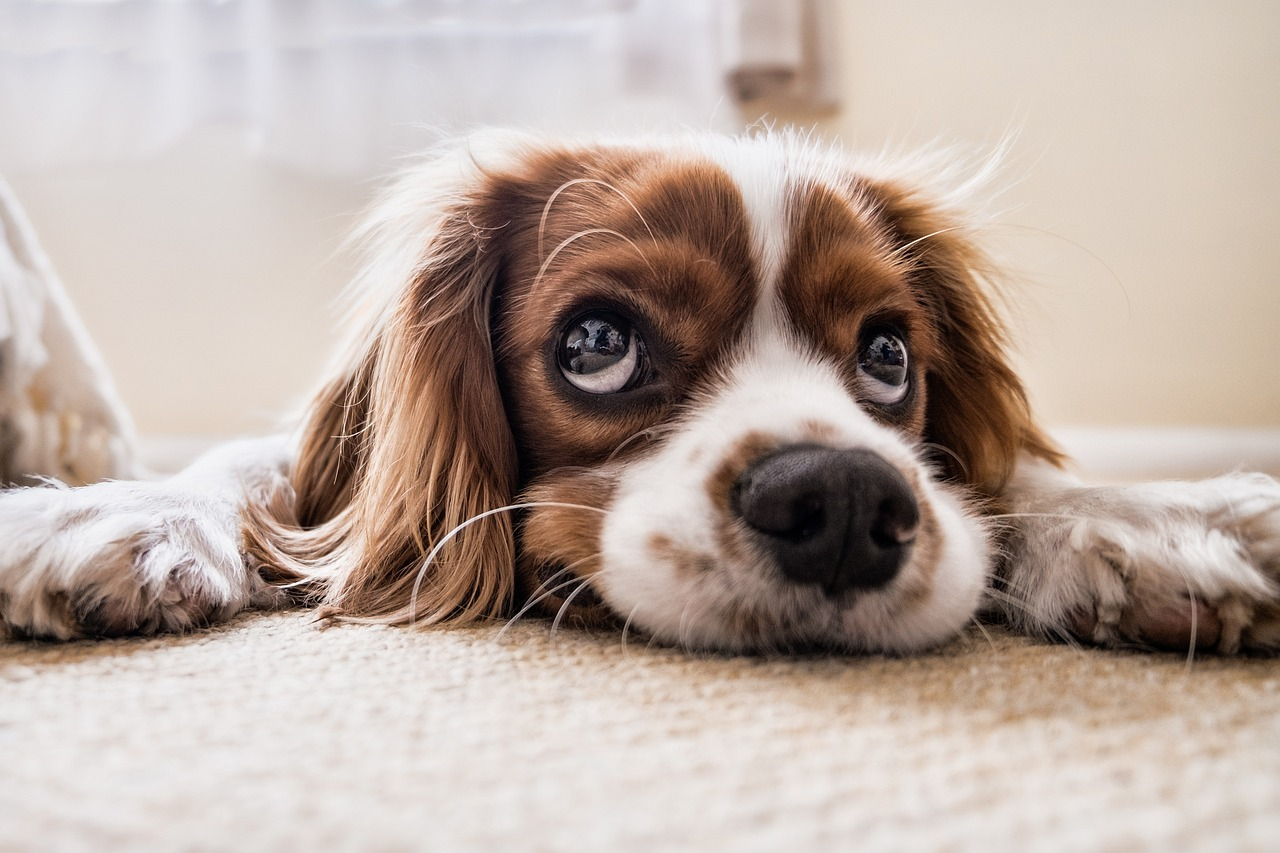 ¿Eres un amante de las mascotas? Vea las 12 aplicaciones que debe descargar ahora mismo