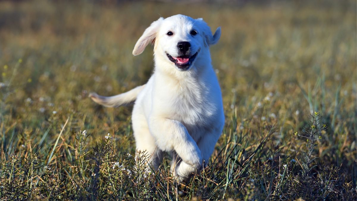 Las mejores aplicaciones para los amantes de las mascotas